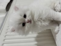 British longhair yavrusu