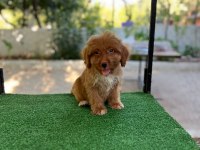 Maltipoo Güzellikler Mama Karşılığında Verilecektir