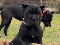 Türkiyenin en güvenilir çiftliğinden cane corso