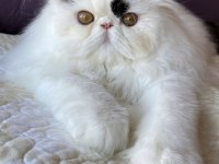 Safkan exotic longhair kısırlaştırılmış erkek