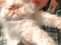 İRAN KEDİSİ BEHLÜL