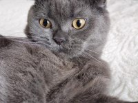 2 Yaşında erkek scottish fold ücretsiz sahiplendirme
