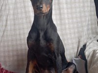 6 AYLIK KİNG DOBERMAN