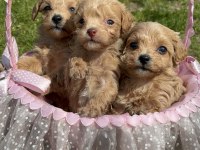 Maltipoo Yavrularım