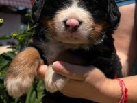 Bernese mountain