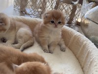 Golden British Shorthair Yavrular