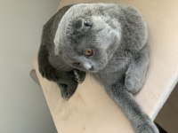 Scottish fold