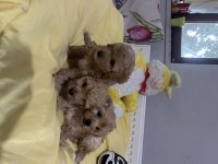 Maltipoo bebeklerimiz