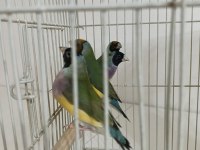 Golden finch