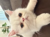 4 aylık erkek exotic shorthair