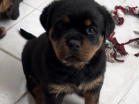 Grand Türkiye Şampiyonu yavruları A şecereli Rottweiler