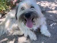 2 Yaşında terrier bej ücretsiz sahiplendirilecektir