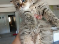 British longhair kedimiz