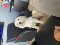 Maltese terrier köpeği