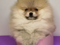 TEDDY BEAR POMERANİAN YAVRULARI