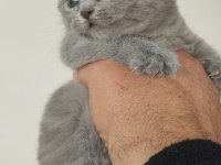 British shorthair yeni evimiz için hazırız