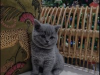 British Shorthair 2,5 Aylık