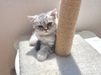 2.5 AYLIK BRİTİSH ERKEK CİNS YAVRU KEDİ