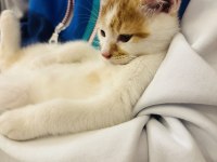 2.5 AYLIK ERKEK SARI BEYAZ TEKİR KEDİ YAVRUSU