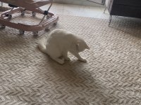 Beyaz british shorthair meleğim