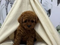 Kore Kan Poodle Bebekler