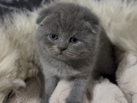 SCOTTİSH FOLD KEDİLER