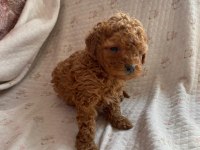 Sevimli son yavru poodle