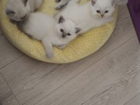British shorthair ve scottish fold yavrular