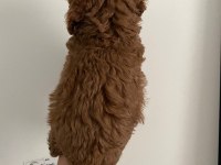 Red brown poodle yavrularım orijinal