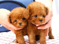 Sevimli minik toy poodle