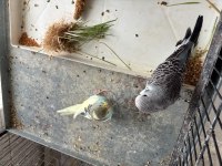 Eğitime hazır bebek muhabbet kuşu