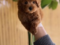 Toy Poodle Yavru Patiler
