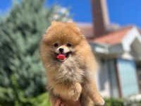 Yeni ailesini arayan pomeranian