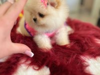 Mini boy prenses pomeranian