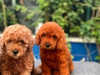 Red brown Toy Poodle yavrularımız