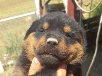Anne Baba A Scrli Rottweiler Yavrular