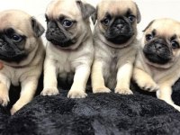 Irk Ve Sağlık Garantili Pug Köpekler