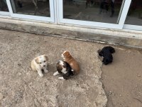 Oyuncu minik köpekler
