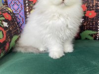 2 aylık biblo gibi yavru scottish fold