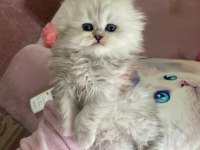 A kalite safkan Chinchilla kedim