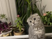 6 aylık sevimli dişi scottish fold