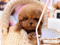 İSTANBULUN STAR BEBEKLERİ TOY POODLE