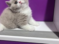 Asil Duruşlu Fawn Bicolor Yakışıklısı Kedimiz