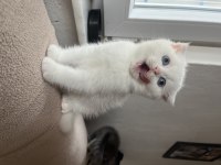 Boncuk Gözlü Bebek Kedilerim