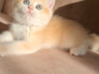 Golden british shorthair bebekler