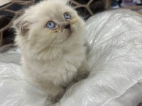 British-scottish longhair yavru kedilerimiz