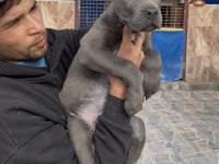 Cane corsa alan koruma köpeği üst düzey yavrularım 