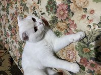 Scottish fold 1,5 yaşında