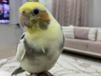 Full evcil ele kola alışık sultan papağanı