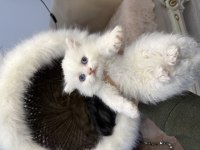 Sağlık garantili kediler ve tüm ırklar mevcuttur